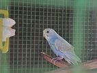 Rainbow Love Birds