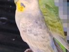 Rainbow Love Birds