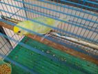 Rainbow Love Birds