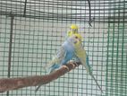 Rainbow love birds