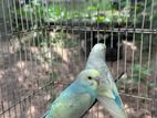 Rainbow Love Birds