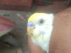 Rainbow Love Bird