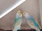 Rainbow Love Birds
