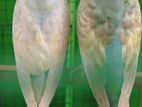 Rainbow Love Birds