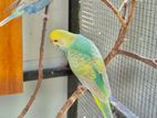 Rainbow Love Birds