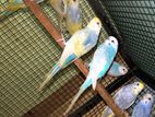 Rainbow Love Birds