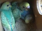 Rainbow Love Birds