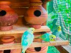 Rainbow Love Birds