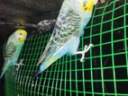 Rainbow Love Birds