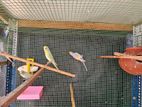 Rainbow Love Birds