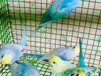 Rainbow Love Birds
