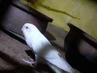 Rainbow Love Birds