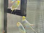 Rainbow Lovebirds
