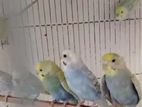 Rainbow Lovebirds