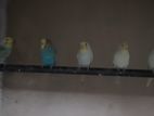 rainbow mix budgies for sale