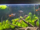 Rainbow Shark