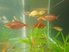 Rainbow Fishes