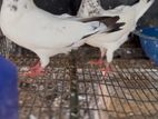 Pigeons
