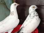 Racer Pigeon