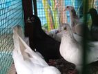Pigeon