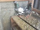 Pigeon