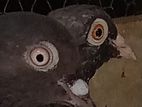 Pigeon