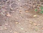 Rajagiriya : 9 perches Commercial Land for Sale at Kalapaluwawa
