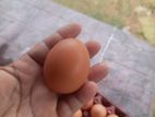 Incubator Egg