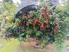 Rambutan ( Rs.7 )