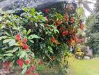 Rambutan