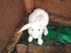 Rabbit