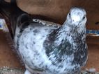 Pigeons