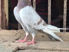 Racing Pigeon With Chicks