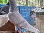 Raming pigeon