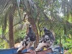 Racing Pigeon