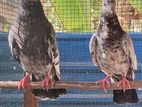 Raming pigeon