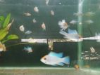 Ramirezi Fish