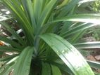 Pandan Plant