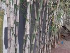 Rana Bata Bamboo