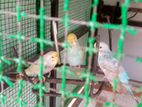 Ranbo Love Bird