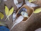 Love Birds