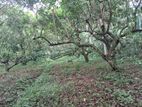 Ranbutan Plantation for Sale at Millaniya Wadduwa.