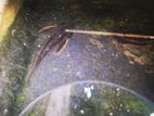 Raphael Cat Fish