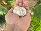 Rare Dwarf Hamster Baby
