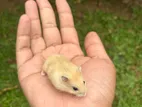 Dwarf Hamsters