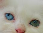Rare Odd Eyes Persian Cat