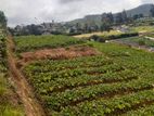 🌿 RARE OPPORTUNITY to Own a Land IN SHANTHIPURA – NUWARA ELIYA