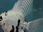 Rare Pearlscale Platinum Panda Angel Fish
