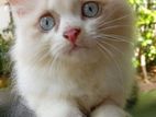 Persian Cat