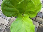 Fiddle Leaf Plants